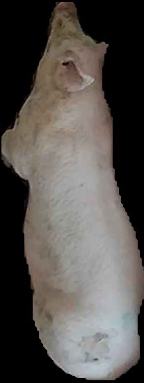 Crop