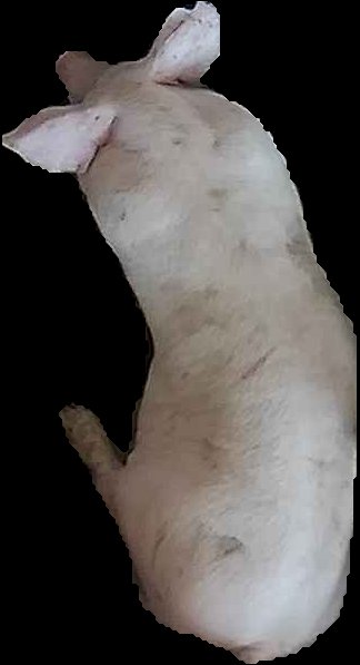 Crop