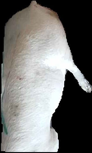Crop