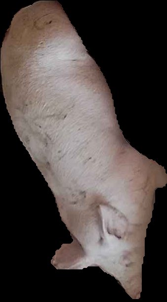 Crop