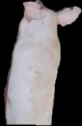 Crop