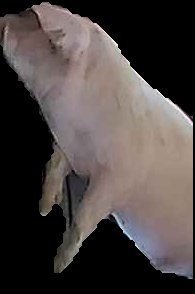 Crop