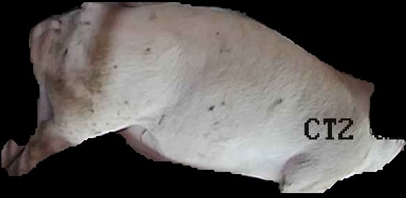 Crop