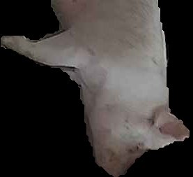 Crop