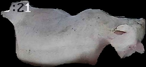 Crop