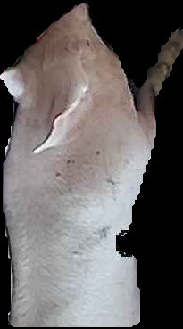Crop