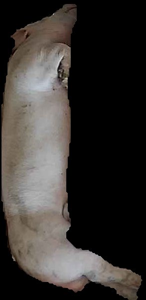 Crop