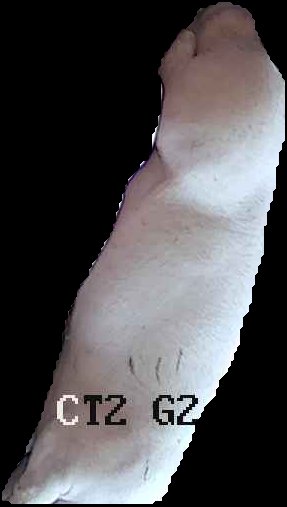 Crop