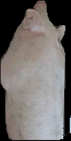 Crop