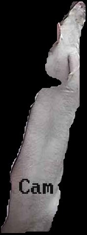 Crop