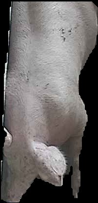 Crop