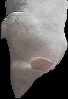 Crop