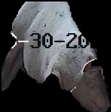 Crop
