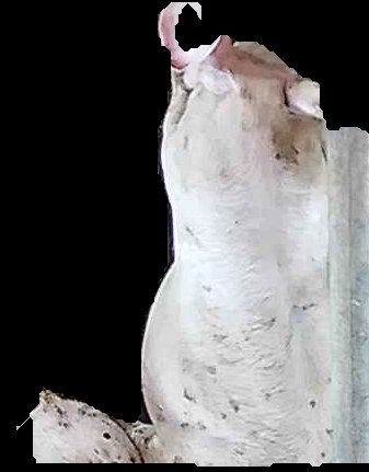 Crop