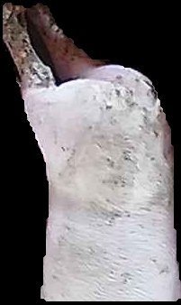 Crop