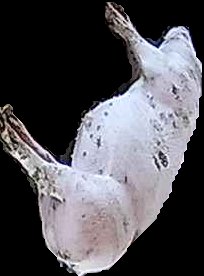 Crop