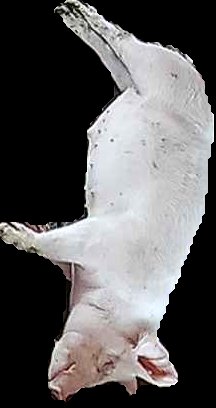 Crop