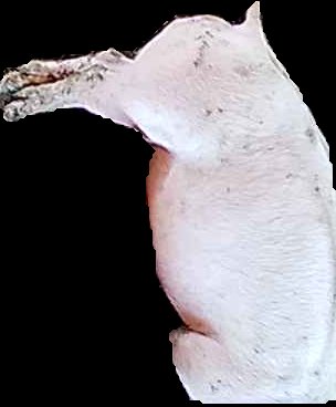 Crop