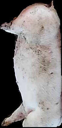 Crop