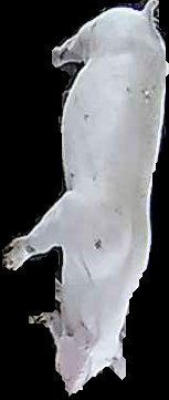 Crop