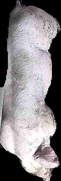 Crop