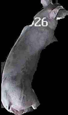 Crop