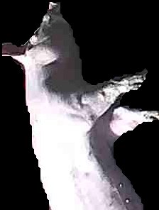 Crop