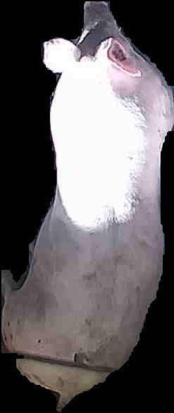 Crop