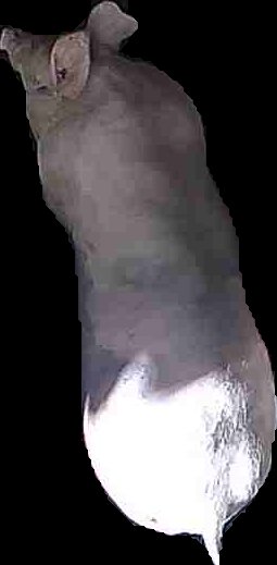 Crop