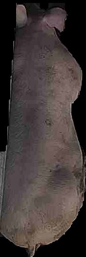 Crop