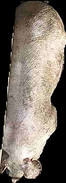 Crop