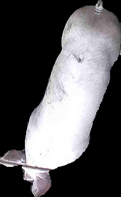 Crop