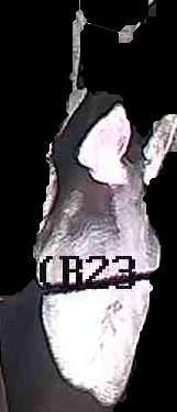Crop