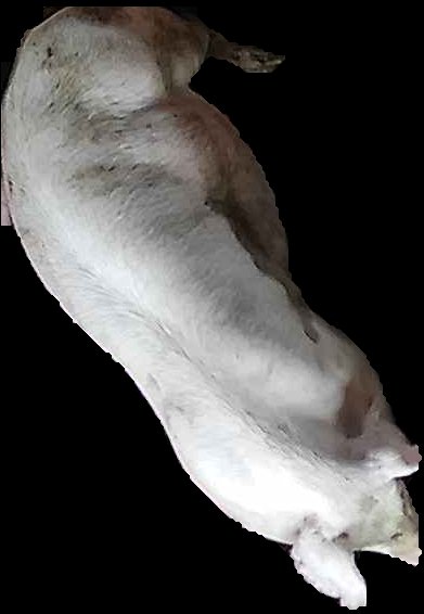 Crop