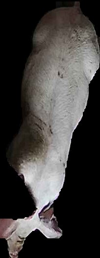Crop