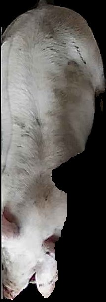 Crop