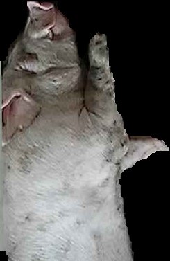 Crop