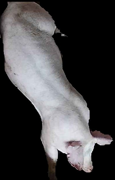 Crop