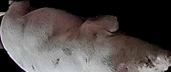 Crop