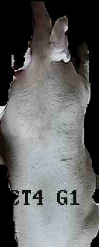 Crop