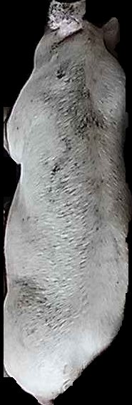 Crop