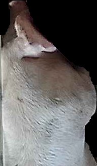 Crop