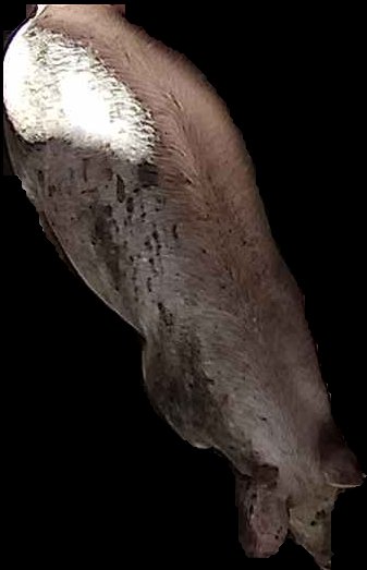 Crop