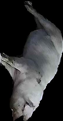 Crop