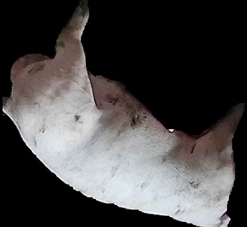 Crop