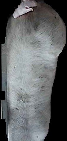 Crop