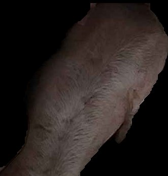 Crop