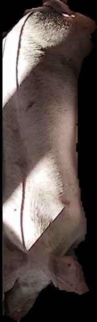 Crop