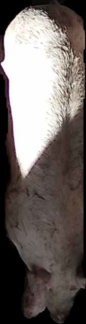 Crop