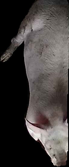 Crop
